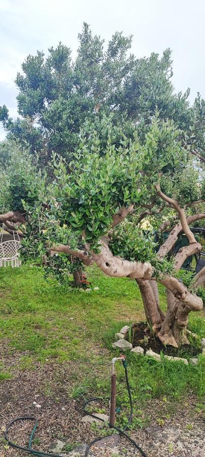 Apartman Duce Milka Villa Luaran gambar